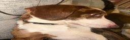 Mixed Breed dogs for sale: Dashund doxi - Advert 8