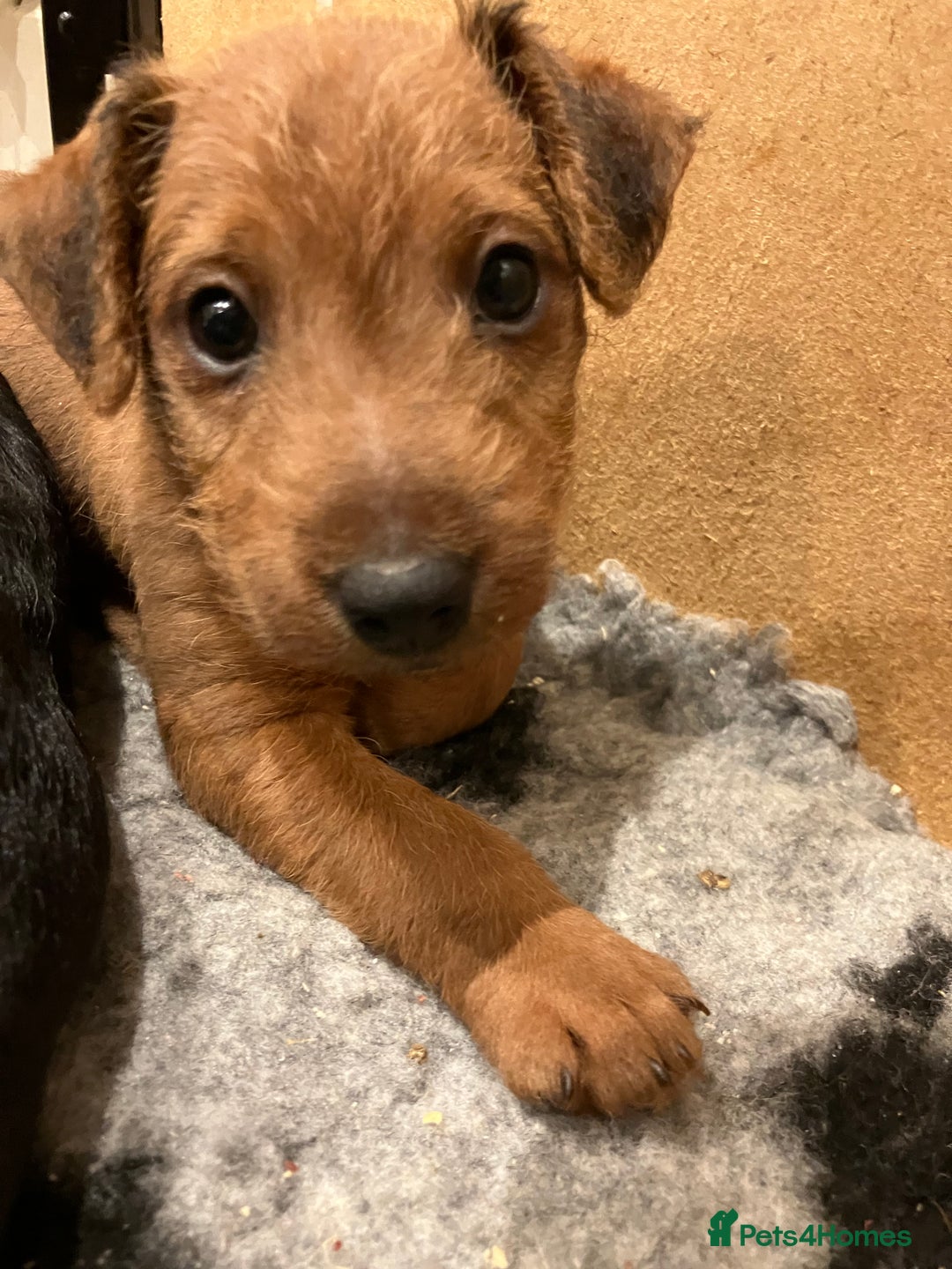 Lakeland Terrier dogs for sale: 5 Gorgeous Lakeland Terriers  - Image 18
