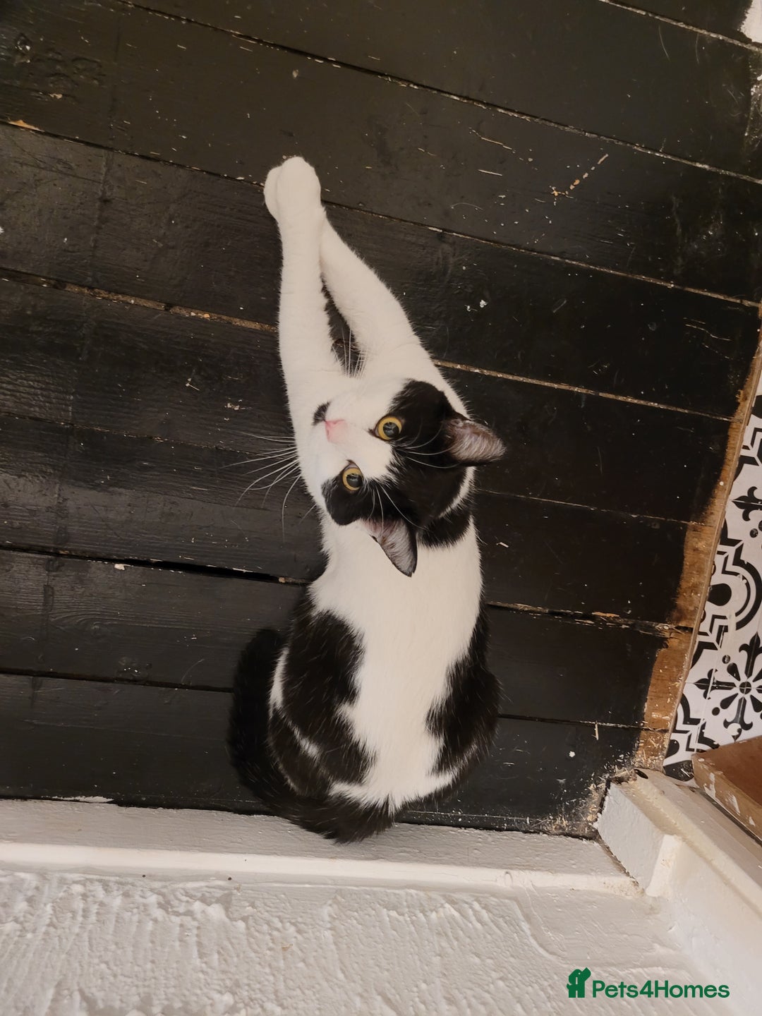 British Longhair cats for sale: Male Cat for sale  - Advert 1