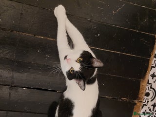 British Longhair cats Male Cat for sale - Advert 4