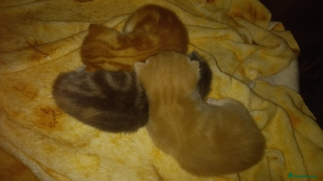 Scottish Fold cats for sale: Scottish fold - Image 2