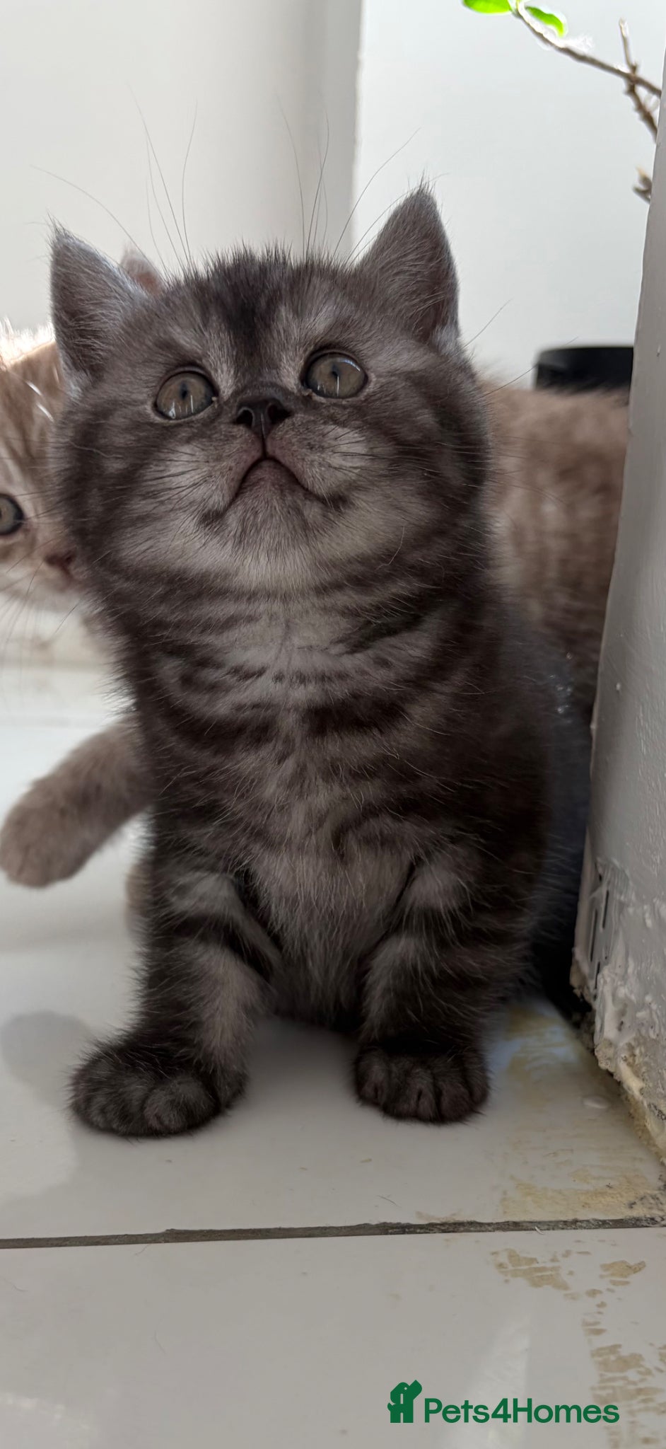 British Shorthair cats 4 British Shorthair kittens - Advert 18