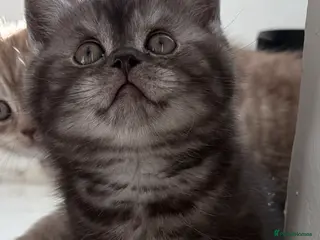 British Shorthair cats 4 British Shorthair kittens - Advert 18
