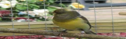 Canaries birds for sale: Gloster Canary Male - Advert 7