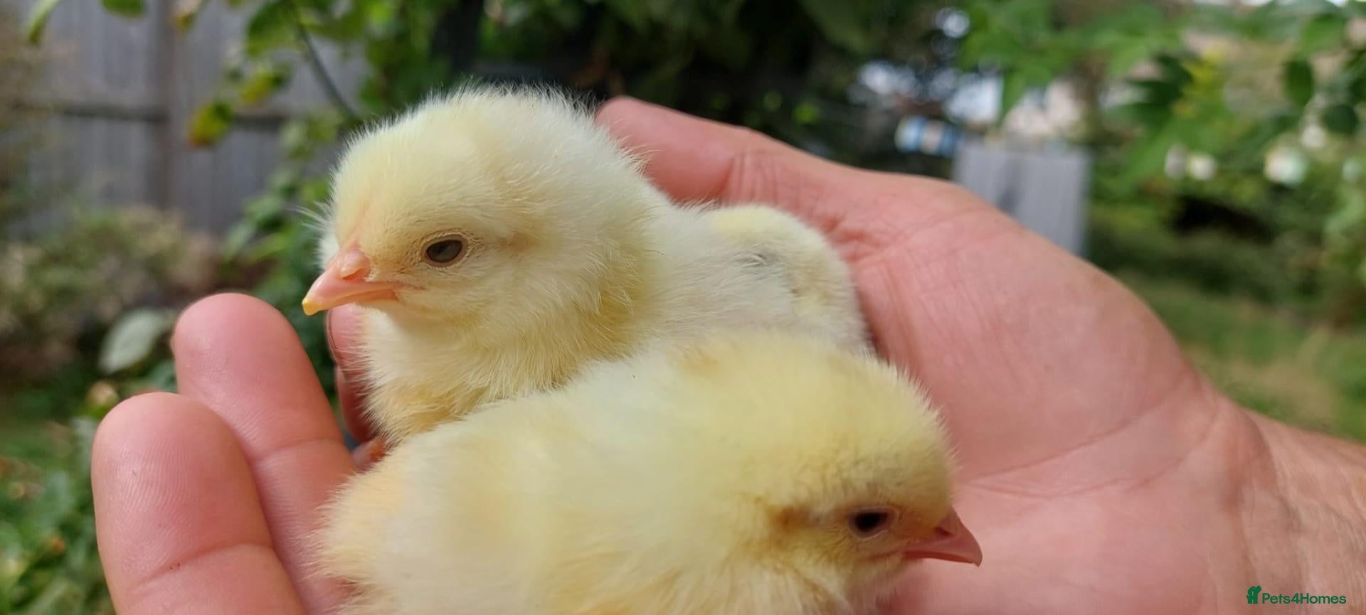 Chickens poultry Hyline Day‑Old Chicks – Guaranteed Females - Advert 2