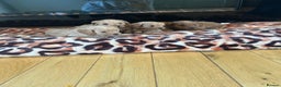 Cavapoo dogs for sale: Fox red cavapoo puppies  - Advert 12