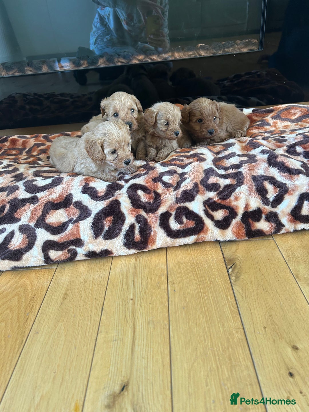 Cavapoo dogs for sale: Fox red cavapoo puppies  - Advert 12