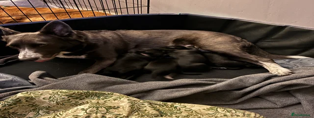 Skye - 10/07/2020
