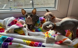 Sphynx cats for sale: Beautiful lot of Sphynx kittens from family pets - Image 4