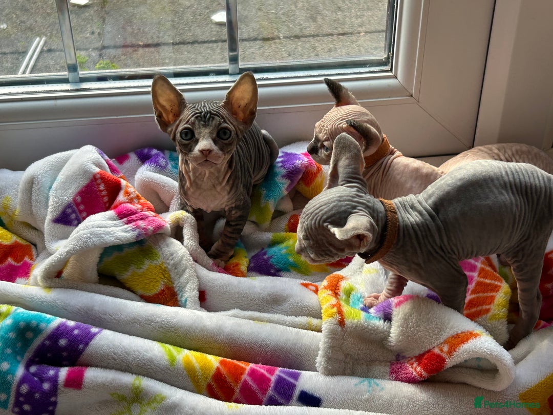 Sphynx cats for sale: Beautiful lot of Sphynx kittens from family pets - Image 4