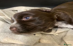 Cocker Spaniel dogs for sale: Stunning KC Reg Cocker Spaniel Pups Choco/Black - Image 20