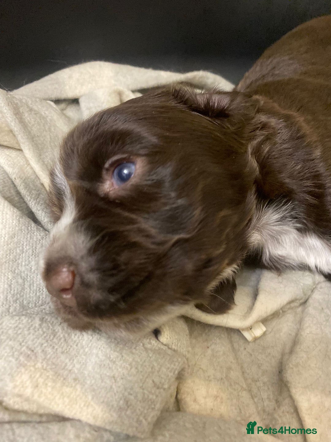 Cocker Spaniel dogs for sale: Stunning KC Reg Cocker Spaniel Pups Choco/Black - Image 20