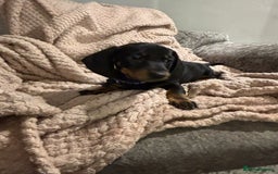 Dachshund dogs for sale: Beautiful standard dachshund litter   - Image 8