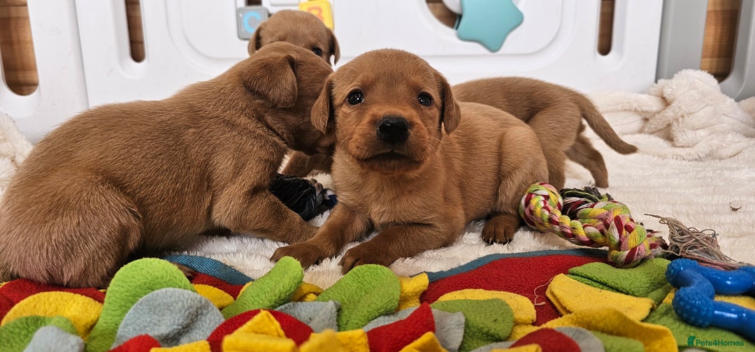 Labrador Retriever dogs for sale: THE LAST KC FOX RED GIRL READY TO LEAVE NOW  - Image 15