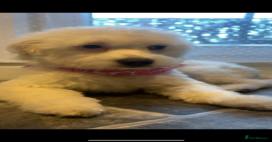 Maltese dogs - Advert 3