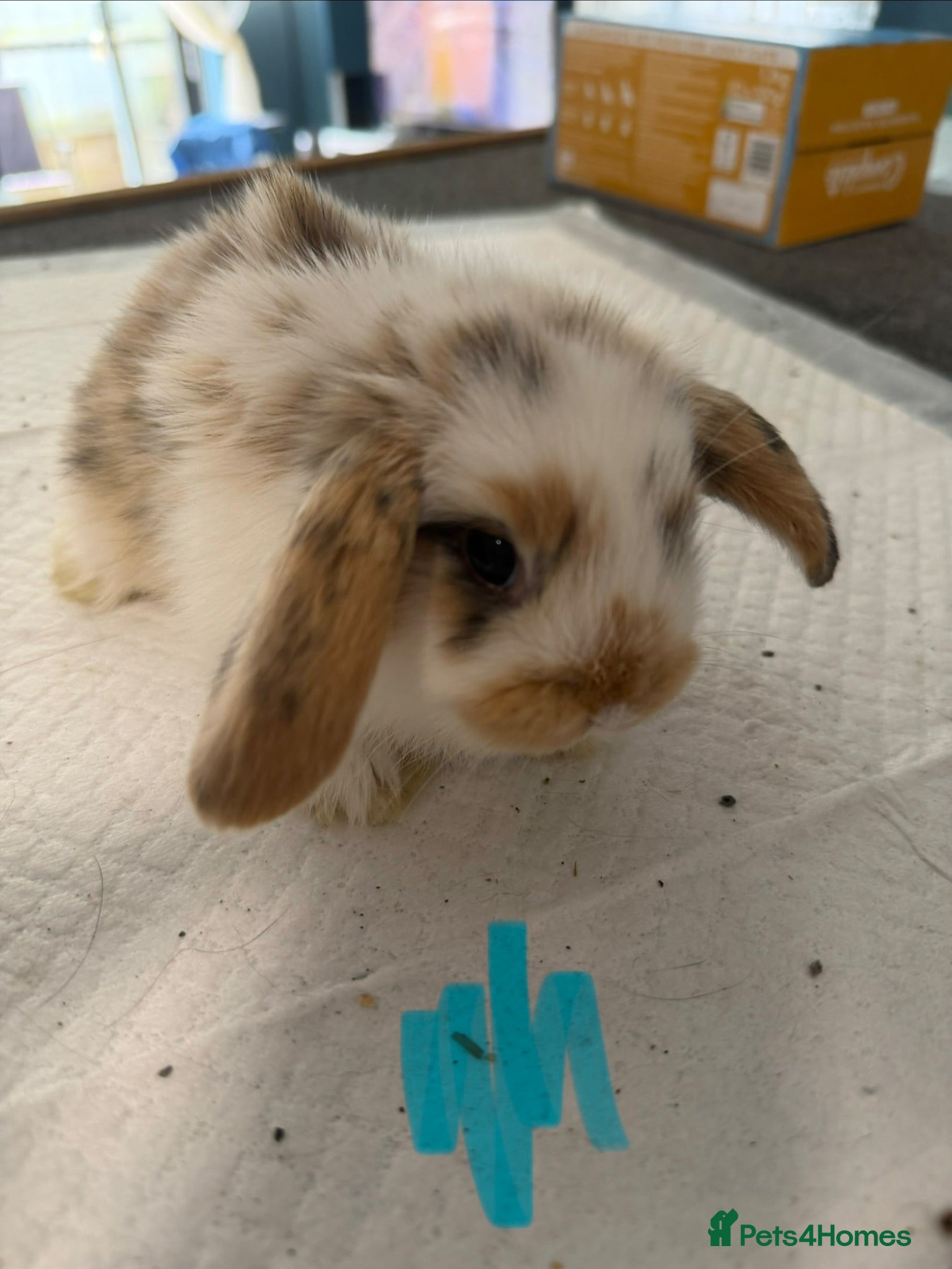 Mini Lop rabbits Beautiful mini lop babies ready September! - Advert 18