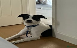 Mixed Breed dogs for sale: Bolt staffy and Jack russel mix  - Image 7