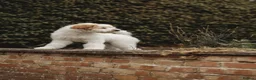 Australian Labradoodle dogs for sale: Australian labradoodle puppies Medium - Advert 12