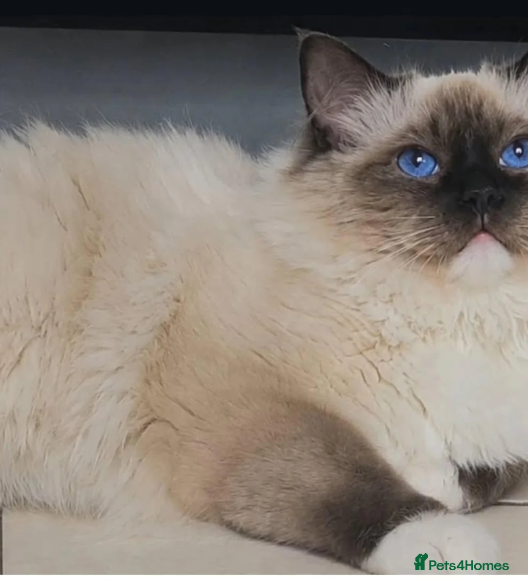 Ragdoll cats for sale: Tica registered ragdoll stud for sale - Advert 2