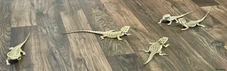 Bearded Dragon reptiles for sale: Juvenile Bearded dragons  - Advert 23