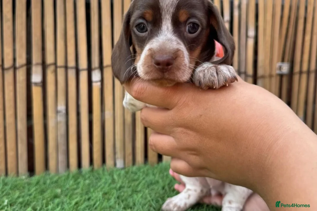 Miniature Dachshund dogs for sale: Lovely miniature dachshunds puppies for sale in Norwich - Advert 7
