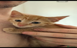 Mixed Breed cats for sale: Reggie - Image 1