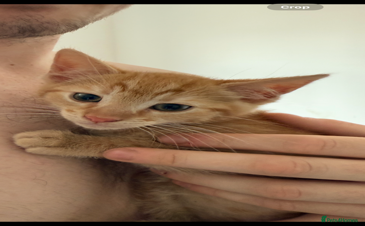 Mixed Breed cats - Advert 10