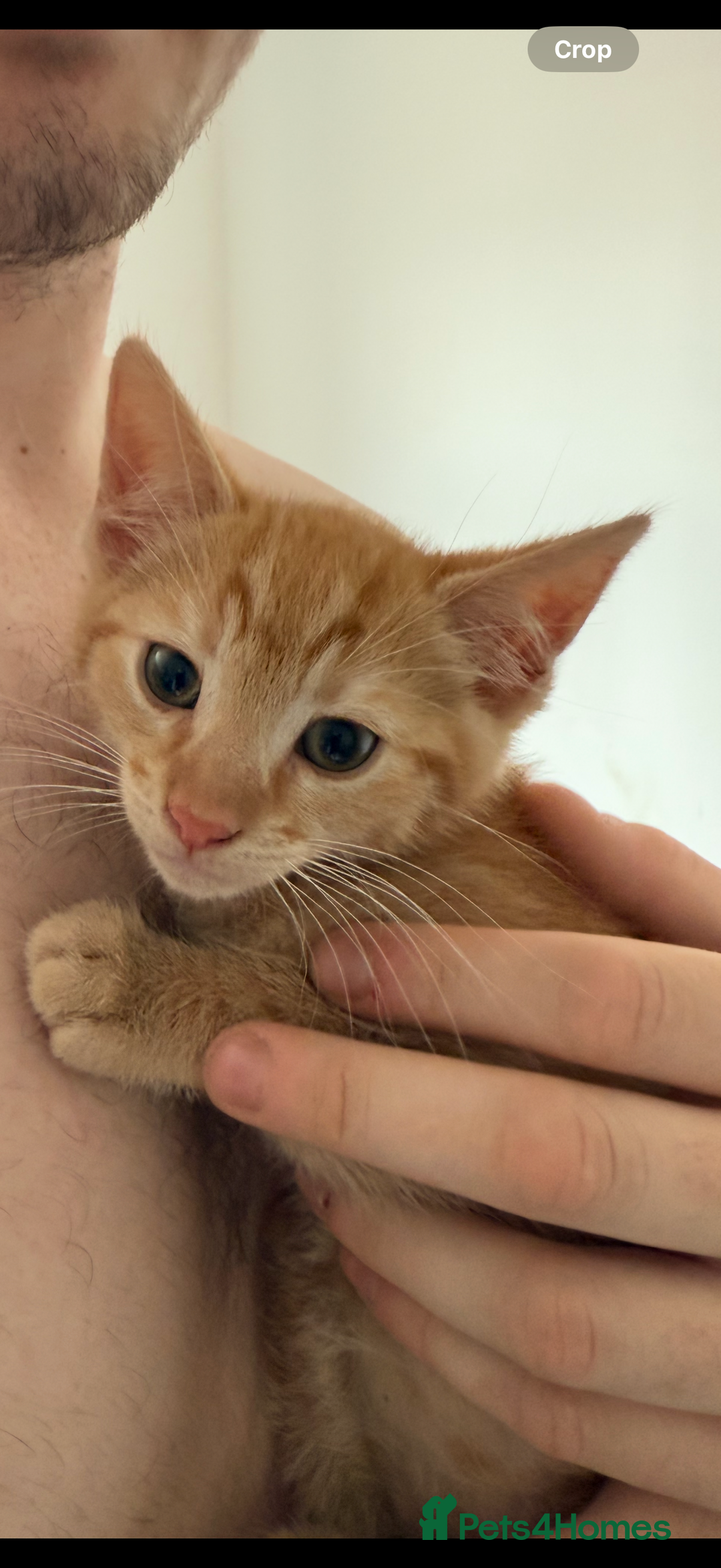 Mixed Breed cats for sale: Reggie - Image 1