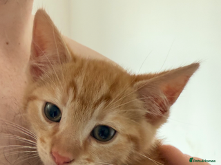 Mixed Breed cats - Advert 9