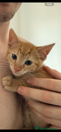 Mixed Breed cats - Advert 3