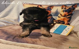 German Shepherd dogs for sale: GLENCONNER KC REGISTERED GERMAN SHEPHERD PUPS  - Image 3