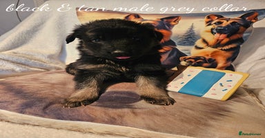German Shepherd dogs - Advert 1