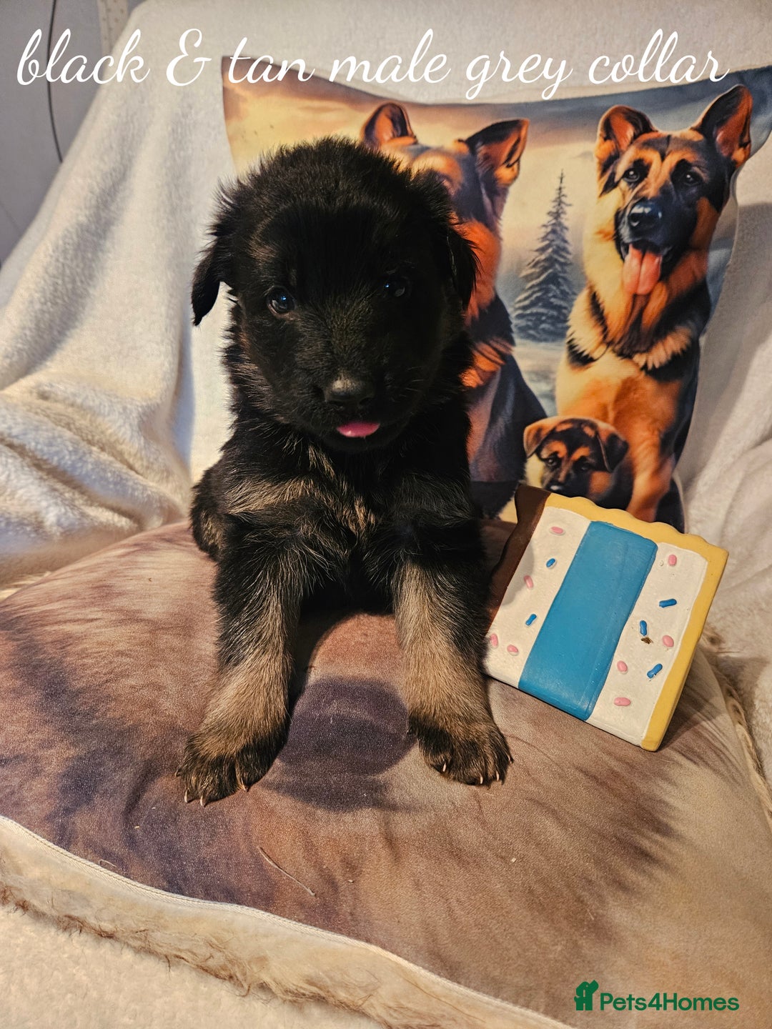 German Shepherd dogs for sale: GLENCONNER KC REGISTERED GERMAN SHEPHERD PUPS  - Image 3