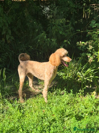 Standard Poodle dogs Standard poodle for Stud - Advert 4