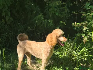 Standard Poodle dogs Standard poodle for Stud - Advert 2