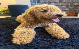 Mini Goldendoodle dogs for sale: 🌟 1-Year-Old Female Mini Goldendoodle 🌟  - Image 4
