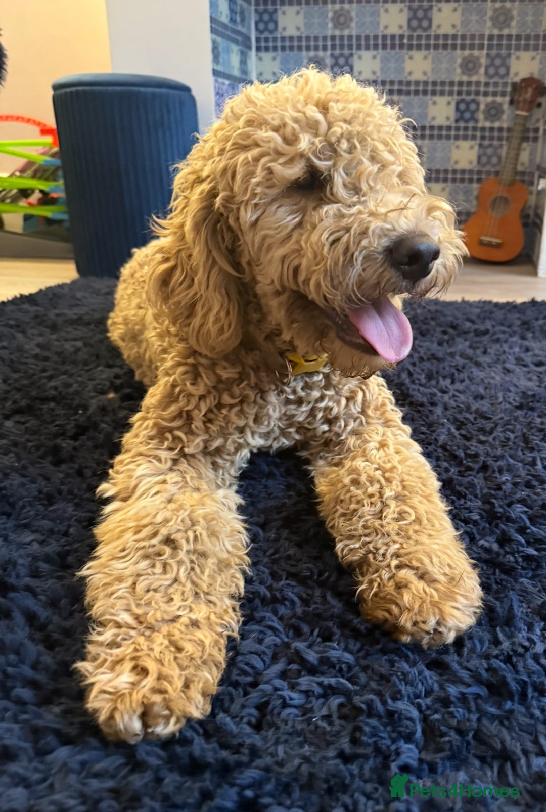 Mini Goldendoodle dogs for sale: 🌟 1-Year-Old Female Mini Goldendoodle 🌟  - Image 4