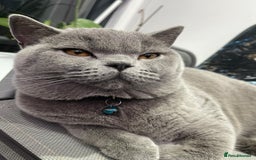 British Shorthair cats for sale: 2 British Shorthair  - Image 4