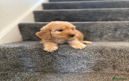 Cockapoo dogs for sale: Ready to go forever home one girl left  - Image 15