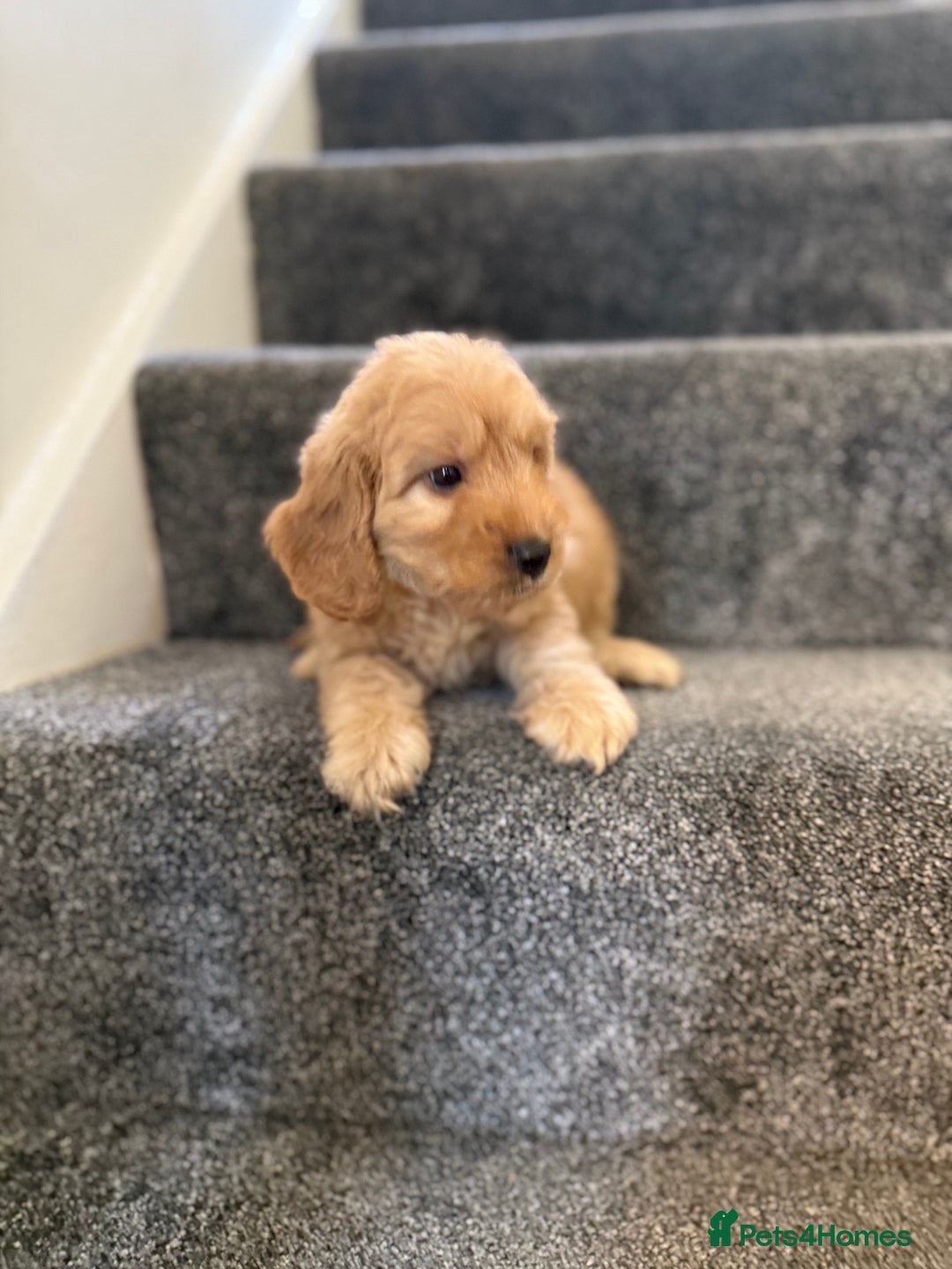 Cockapoo dogs for sale: Ready to go forever home one girl left  - Image 15