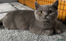 British Shorthair cats for sale: British shorthair kittens  - Image 6