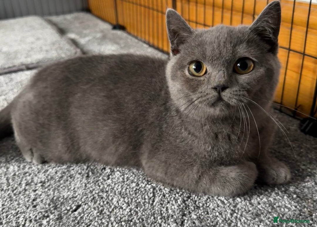 British Shorthair cats for sale: British shorthair kittens  - Image 6