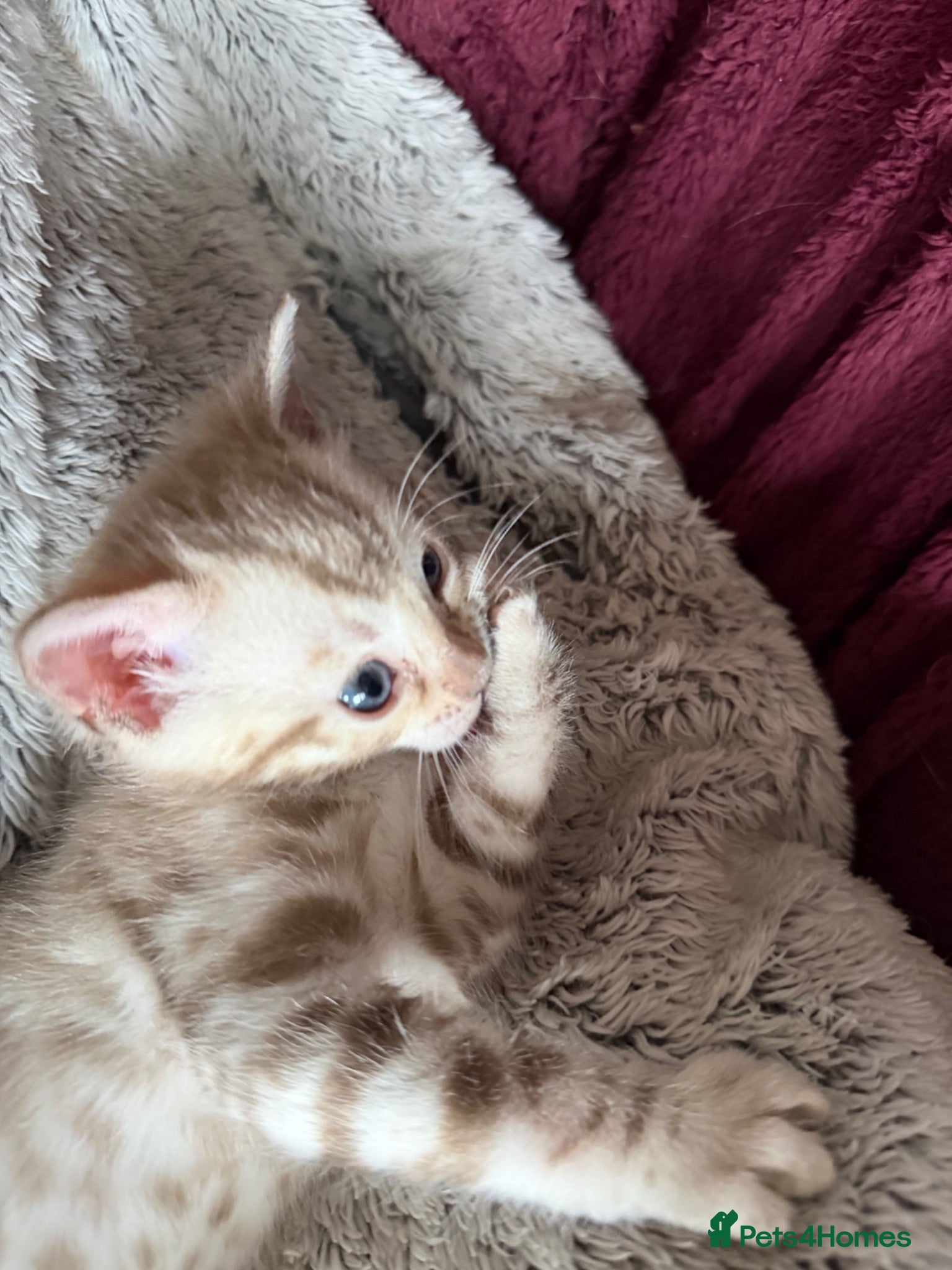 Bengal cats Snow Lynx Kitten, Pet Only, TICA Non-Active! - Advert 12