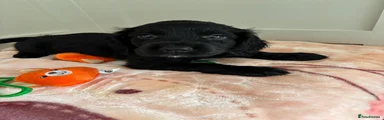 Sprocker 6