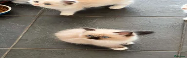 Ragdoll 6