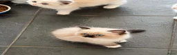 Ragdoll cats for sale: Beautiful Ragdoll kittens! Ready for new homes NOW - Advert 14