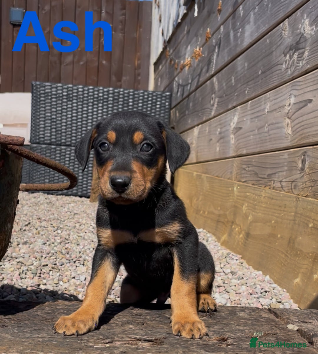 Mixed Breed dogs for sale: Stunning DNA heath test Collie x Hungarian Viszla - Image 5