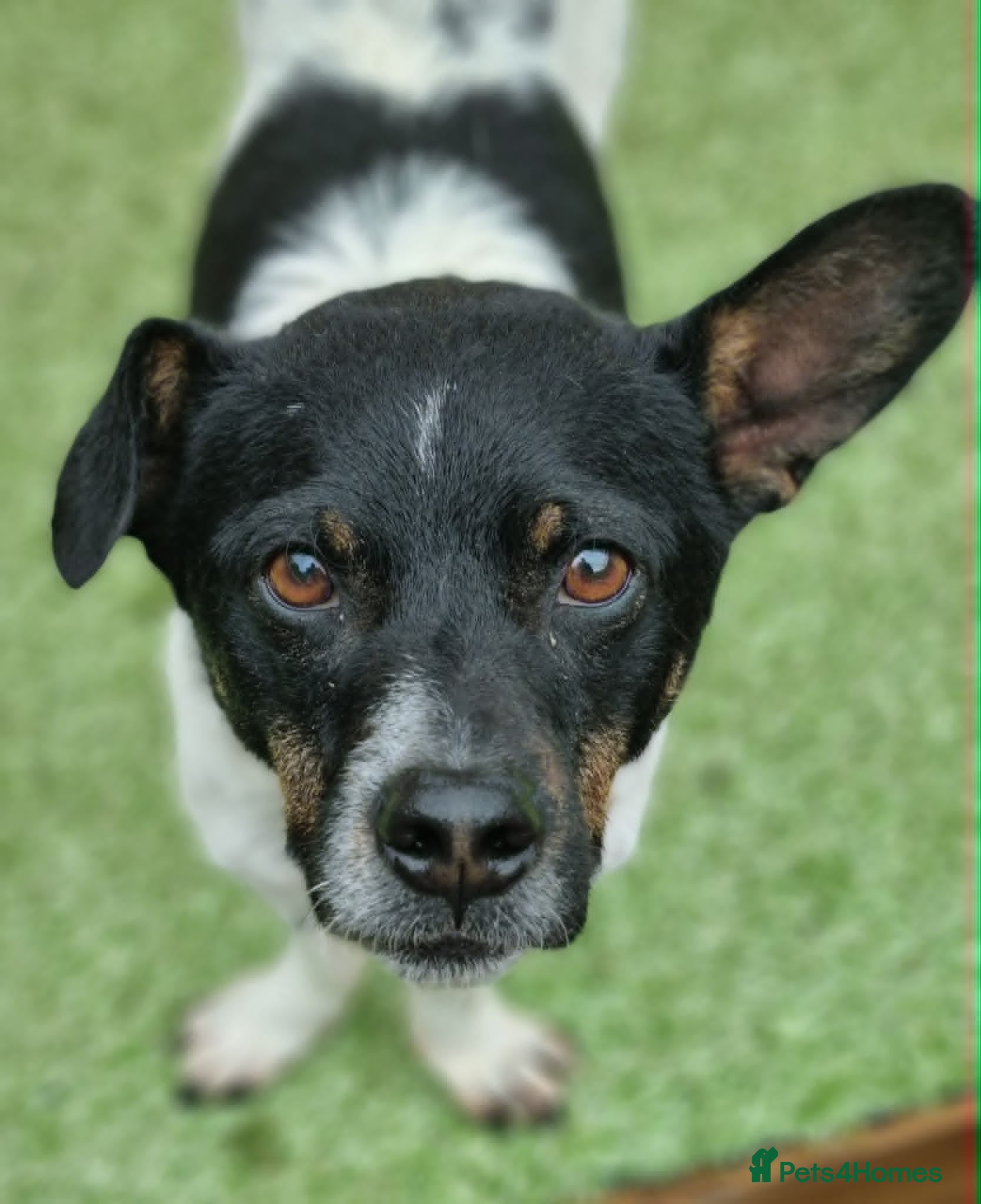 Mixed Breed dogs for adoption: Cody - In Ayr Looking for a home  - Advert 5