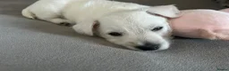 West Highland Terrier dogs for sale: Gorgeous West Highland White Pups ONE GIRL LEFT - Advert 10