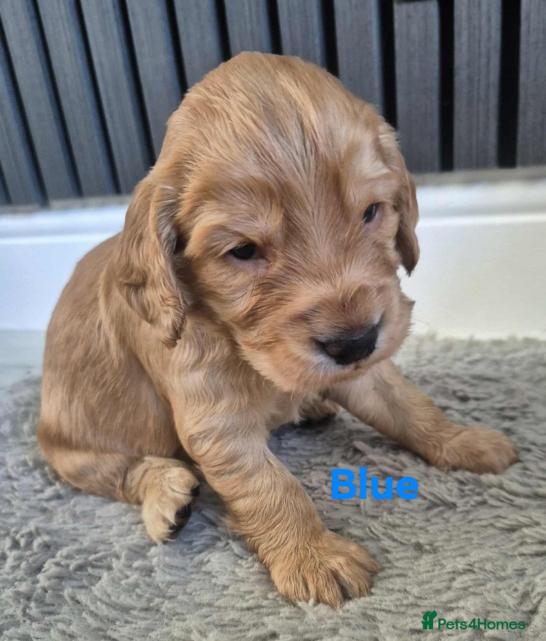 Cocker Spaniel dogs for sale: Working Cocker Spaniel Puppies for Sale - Image 17